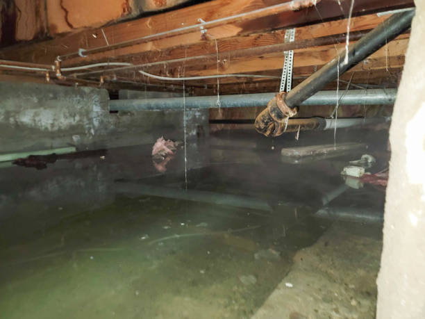 Best Water damage mitigation services  in Zephyrhills South, FL